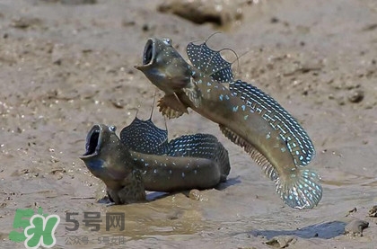 跳跳魚是什么魚？跳跳魚是不是泥鰍