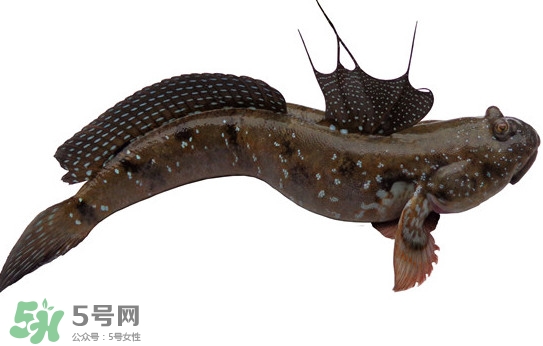 跳跳魚多少錢一斤？跳跳魚是淡水魚嗎？