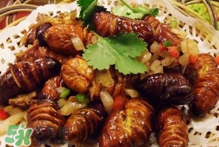 蟬蛹多少錢一斤？野生蟬蛹多少錢一斤