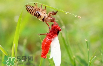 蟬蛹能吃嗎？蟬蛹怎么做好吃