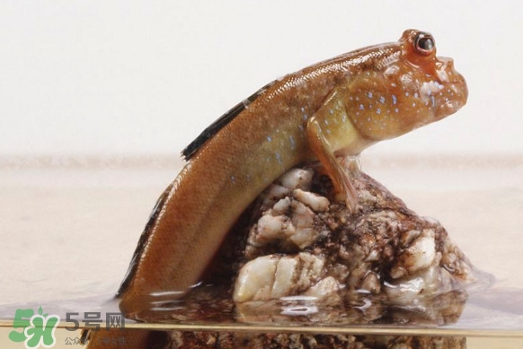彈涂魚能吃嗎？彈涂魚怎么抓