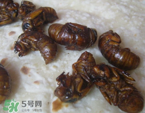 蟬蛹可以保存多長(zhǎng)時(shí)間？蟬蛹冰凍起來(lái)能保存多久