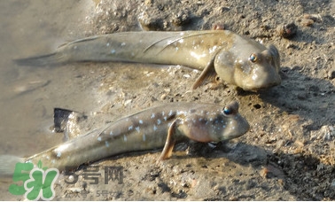 彈涂魚(yú)是兩棲動(dòng)物嗎？彈涂魚(yú)營(yíng)養(yǎng)價(jià)值有哪些
