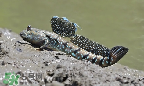 彈涂魚(yú)怎么吃？彈涂魚(yú)怎么燒好吃