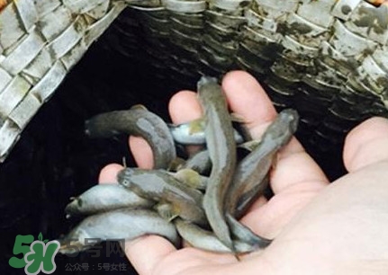 跳跳魚(yú)刺多嗎？跳跳魚(yú)小孩可以吃嗎
