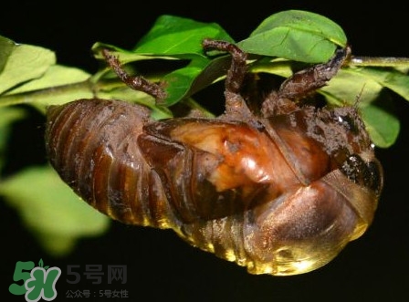 水煮蟬蛹怎么做？蟬蛹煮多久可以熟？