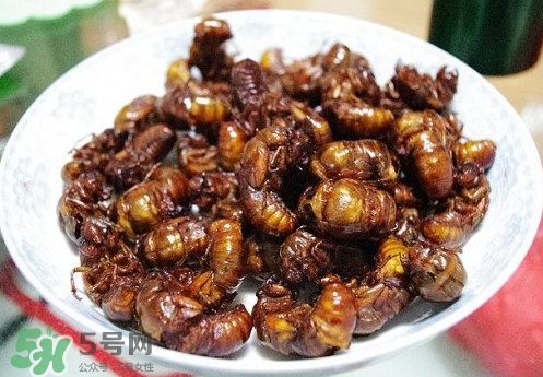 蟬蛹什么人不能吃？蟬蛹不能和什么一起吃
