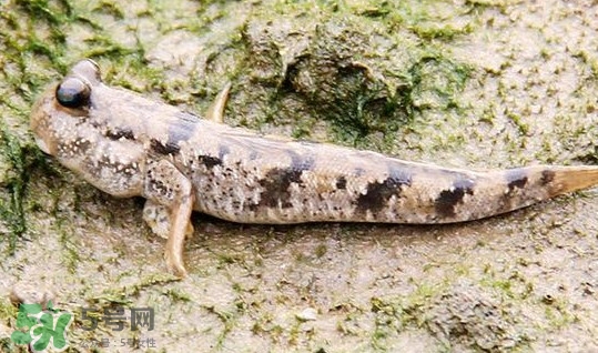 彈涂魚多少錢一斤？彈涂魚有毒嗎