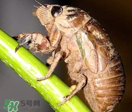 蟬蛹什么時候出來？蟬蛹什么時候最多