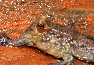彈涂魚(yú)能吃嗎？彈涂魚(yú)怎么抓