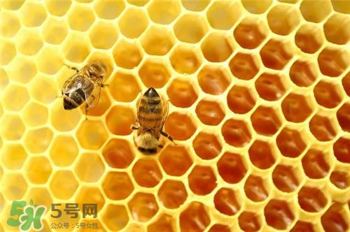 三伏貼能治過敏性鼻炎嗎？三伏貼治過敏性鼻炎貼哪里？