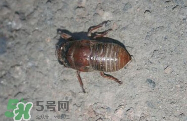 幼蟬猴怎么做好吃？幼蟬猴有什么營養(yǎng)價值