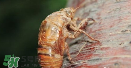 幼蟬猴孕婦可以吃嗎？孕婦吃幼蟬猴有什么好處