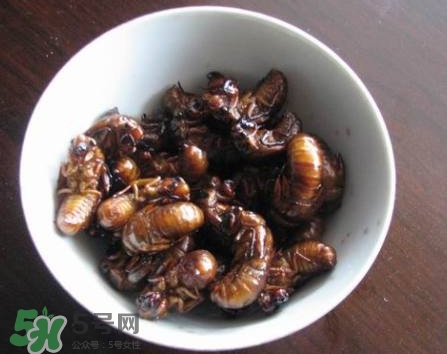 幼蟬猴怎么做好吃？幼蟬猴有什么營養(yǎng)價值