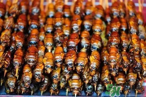 吃知了猴有什么好處？吃知了猴的好處與壞處