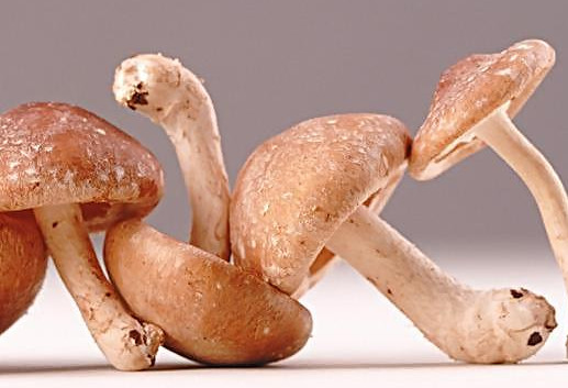 干香菇為什么比鮮香菇味道好？香菇為什么要曬干了再泡來(lái)吃
