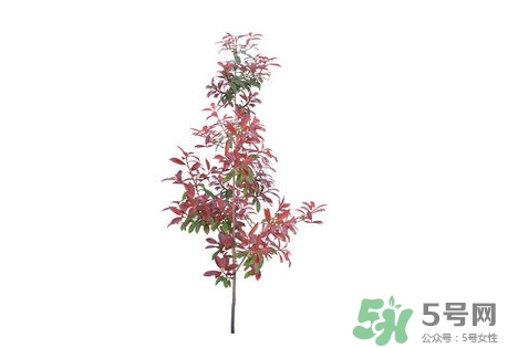 紫葉李什么時候開花？紫葉李什么時候成熟