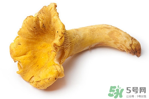 雞油菌多少錢一斤？雞油菌和雞樅菌有什么區(qū)別
