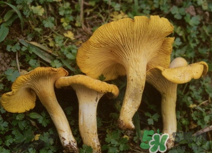 雞油菌多少錢一斤？雞油菌和雞樅菌有什么區(qū)別
