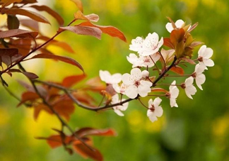 紫葉李什么時候開花？紫葉李什么時候成熟