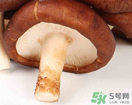 香菇是蘑菇嗎？香菇和蘑菇有什么區(qū)別