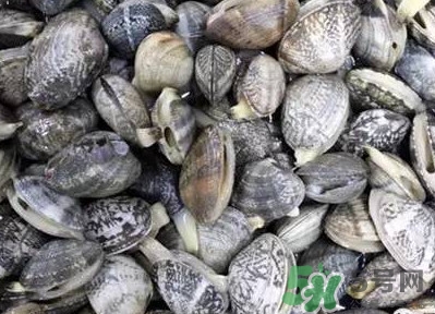白蛤蜊和花蛤蜊哪個(gè)泥沙多？花蛤蜊怎么清洗干凈