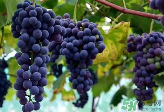 夏黑葡萄為什么掉色？夏黑葡萄怎么會染色？