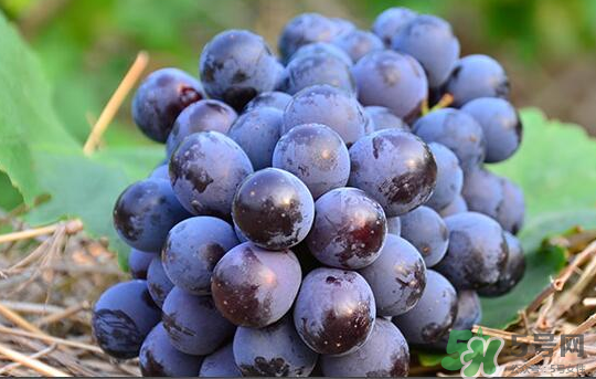 夏黑葡萄怎么保存？夏黑葡萄可以放冰箱嗎？