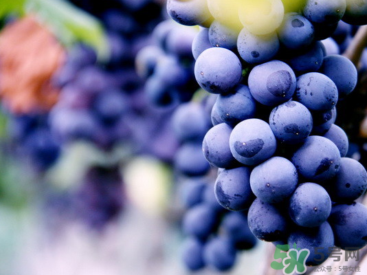 夏黑葡萄怎么保存？夏黑葡萄可以放冰箱嗎？