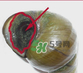 田螺里面都可以吃嗎？田螺不能和什么同食