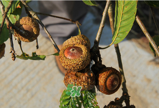 印度青果怎么吃？印度青果的功效與作用