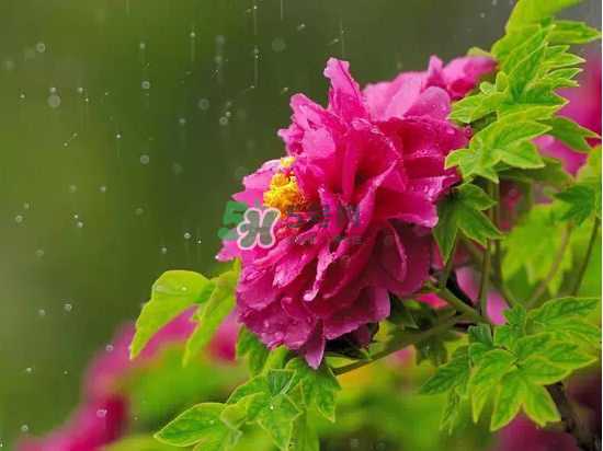 2017大暑會不會下雨？2017大暑下雨好嗎？