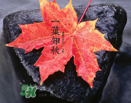 立秋后就是秋天了嗎？立秋后就涼快了嗎？