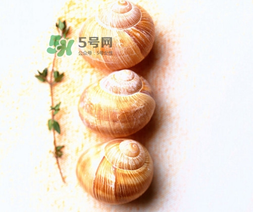 田螺是寒性的嗎？田螺煮多久殺死寄生蟲