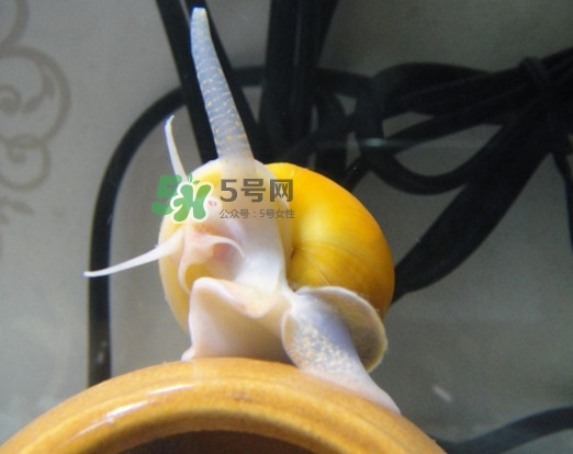 福壽螺是什么樣的？福壽螺和田螺的區(qū)別
