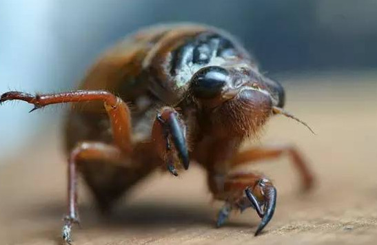 爬叉能吃嗎？爬叉怎么做好吃