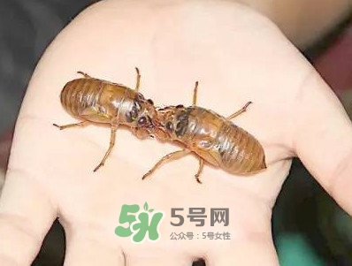 爬叉什么時候出來？爬叉怎么保存