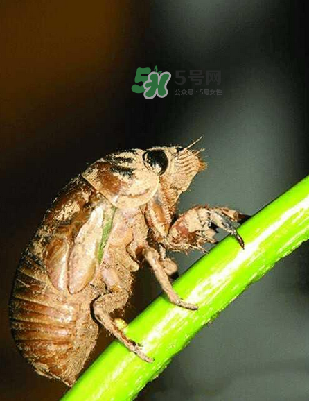 金蟬有寄生蟲嗎？金蟬有毒嗎？