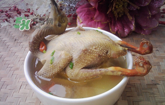 三伏天能吃鴿子嗎？三伏天能喝鴿子湯嗎？
