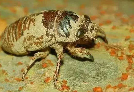 爬叉能吃嗎？爬叉怎么做好吃