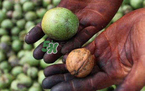 青皮核桃有毒嗎？青皮核桃怎么吃