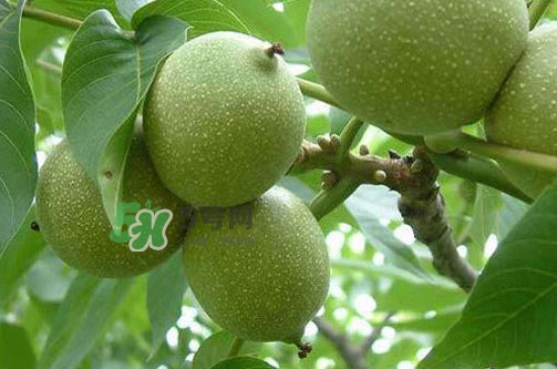 青皮核桃怎么保存？青皮核桃如何存放