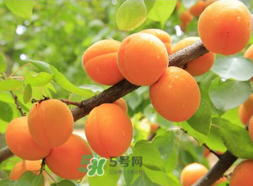 黃桃為什么用鹽水泡？黃桃為什么要用鹽水泡？