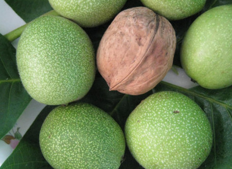 青皮核桃貴還是買去皮的貴？青皮核桃種植方法