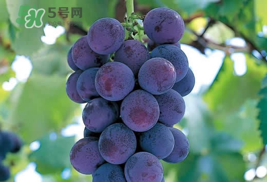 巨峰葡萄是酸性還是堿性？巨峰葡萄是堿性的嗎？