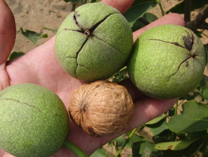 青皮核桃貴還是買去皮的貴？青皮核桃種植方法