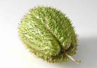 刺果番荔枝多少錢一斤？刺果番荔枝哪里有賣？