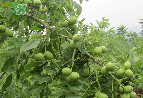 青皮核桃營養(yǎng)價(jià)值高嗎？青皮核桃怎么挑選