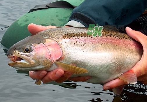 鱒魚可以生吃嗎？鱒魚是海魚還是淡水魚