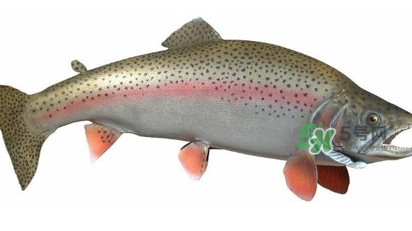 鱒魚(yú)是三文魚(yú)嗎？鱒魚(yú)是什么魚(yú)